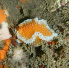 Orange-peel Nudibranch thumbnail 4