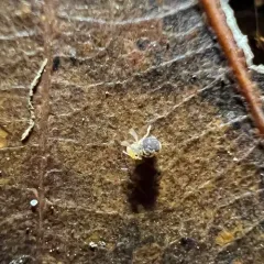 Dicyrtomina ornata thumbnail 2