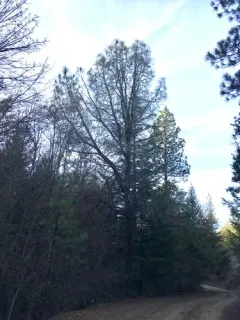 gray pine thumbnail 2