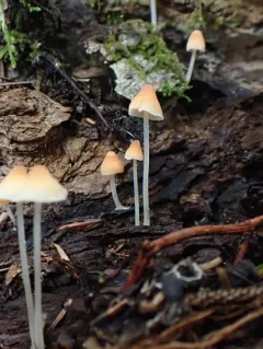 Atheniella leptophylla thumbnail 1