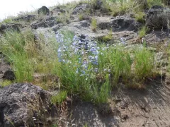 Matroot Penstemon thumbnail 2