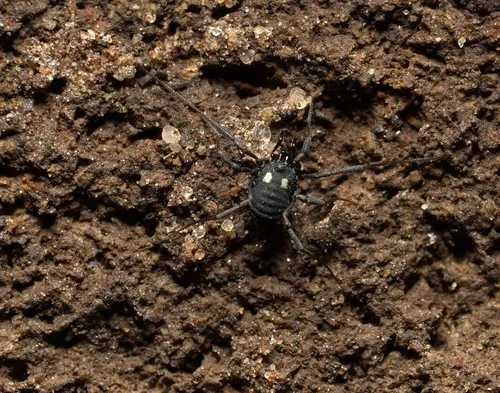 Nemastoma lugubre