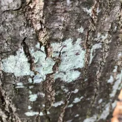 Mapledust Lichen thumbnail 2
