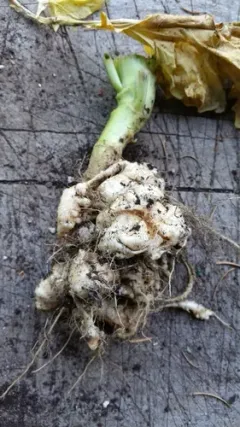 Plasmodiophora brassicae thumbnail 1