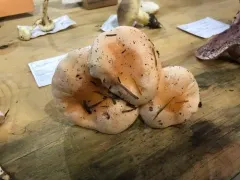 Hygrophorus fragrans thumbnail 2