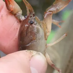 Great Plains Mudbug thumbnail 4