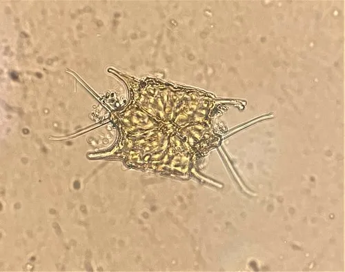Hobaniella longicruris