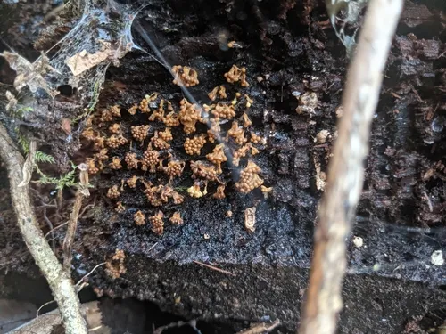 Oligonema verrucosum
