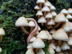 Buzonium crassipes thumbnail 2