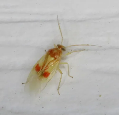 Ash Plant Bug