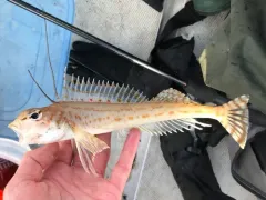 Longspine Combfish thumbnail 4