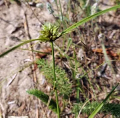 Great Plains Flatsedge thumbnail 2