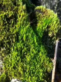 Howell's Dicranum Moss thumbnail 2