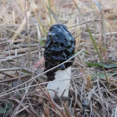 common stinkhorn thumbnail 2