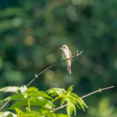 Willow Flycatcher thumbnail 2