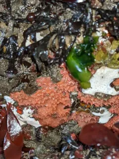 Aplysilla glacialis thumbnail 2
