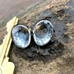 Asian Clam thumbnail 4