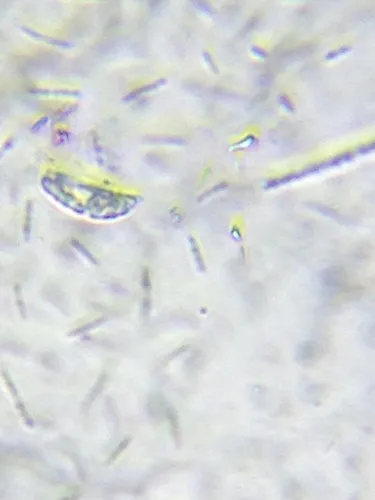 Menoidium pellucidum
