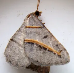 Yellow-lined Angle thumbnail 4