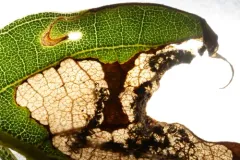 Eriocraniella platyptera thumbnail 3