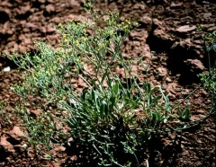 Shortstem Buckwheat thumbnail 2