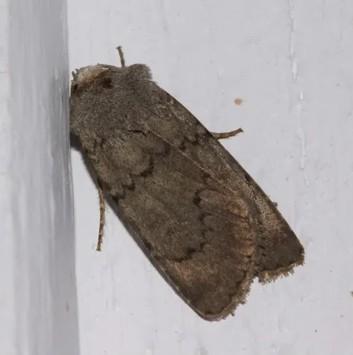 Hairy Euxoa Moth