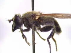 Northern Longbeak thumbnail 2
