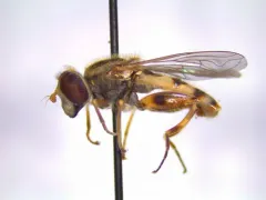 Moon-shaped Swamp Fly thumbnail 4
