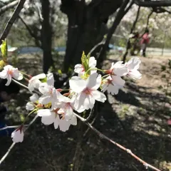 Canada plum thumbnail 3