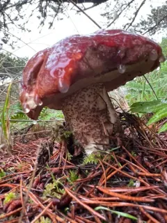 Leccinum ponderosum thumbnail 3