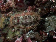Dwarf Hairy Mopalia thumbnail 2