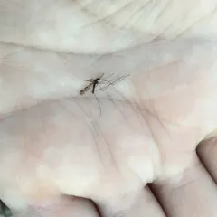 Woodland Malaria Mosquito thumbnail 3