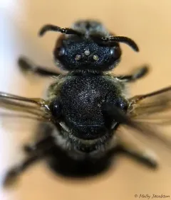 water-lily sweat bee thumbnail 4