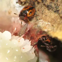 Agathidium maculosum thumbnail 3
