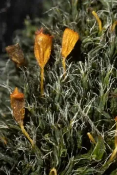Grimmia alpestris thumbnail 2
