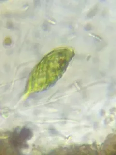 Monomorphina pyrum thumbnail 2