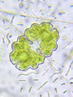 Euastrum bidentatum thumbnail 4