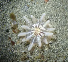 Cryptic Burrowing Anemone thumbnail 3