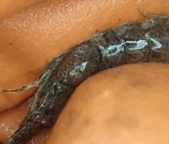 Argeia pugettensis thumbnail 3