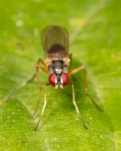 Tanypeza picticornis thumbnail 3