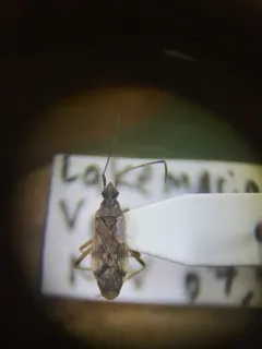 Ozophora salsaverdeae thumbnail 3