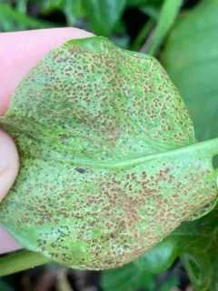periwinkle rust thumbnail 3
