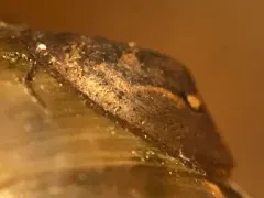 Dusky Ancylid thumbnail 2