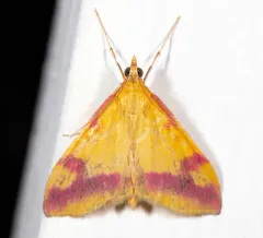Pyrausta scurralis thumbnail 2