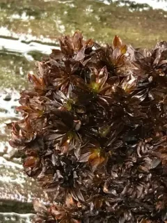 Wideleaf Crumia Moss thumbnail 3