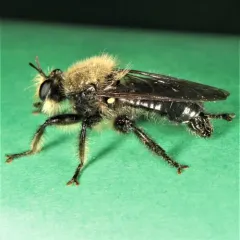 Black-tailed Laphria thumbnail 3