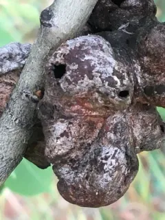 Aspen leaf-pocket aphid thumbnail 3
