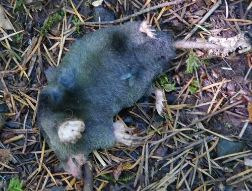 Townsend's Mole
