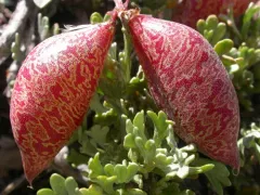 broad-keeled milkvetch thumbnail 1