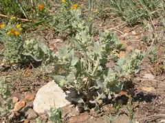 silverscale thumbnail 1